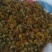 旋覆花六月菊够含量饮片级有货