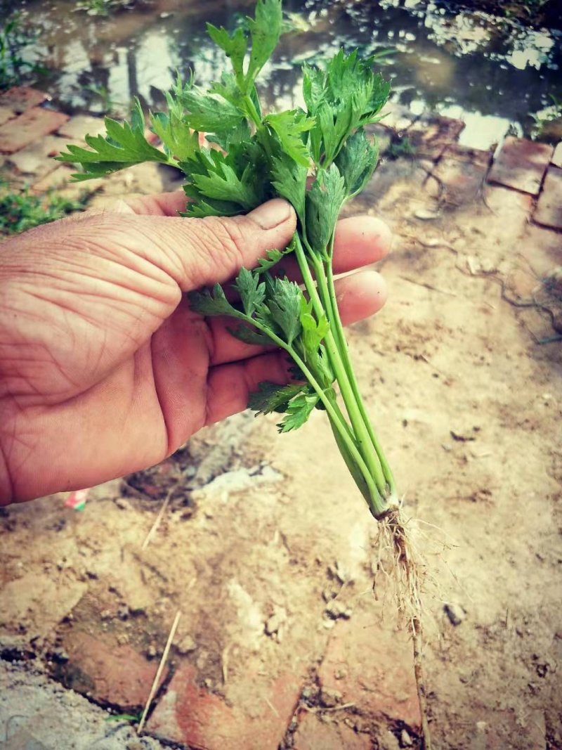 山东芹菜苗，西芹苗，商河基地直供芹菜苗包成活率现摘现发