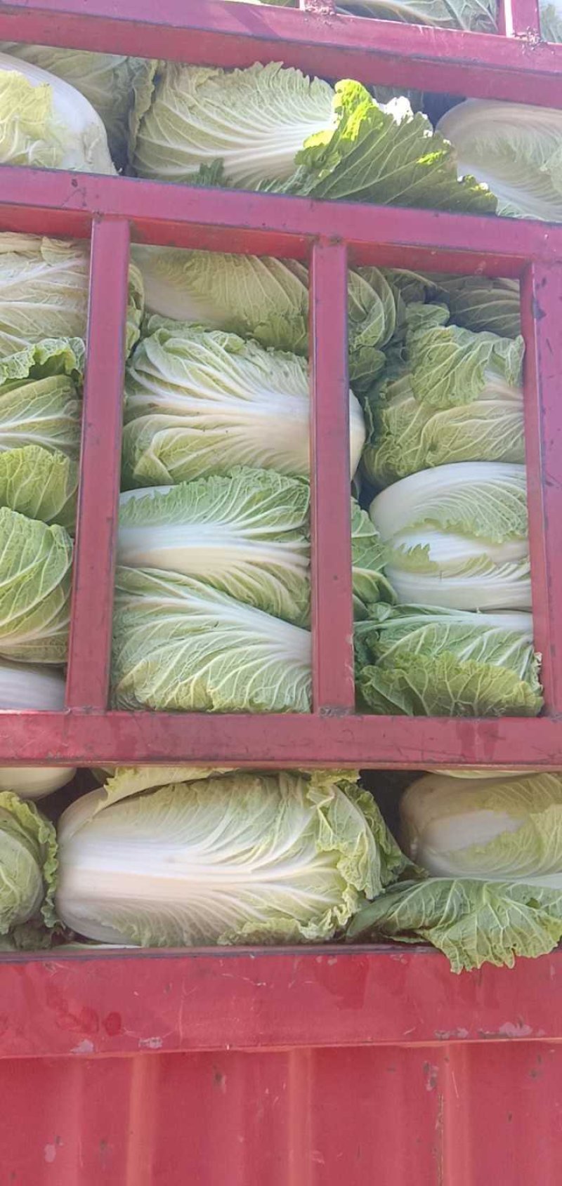 白菜上市中，欢迎新老客户选购，图片仅供参考，以实物为准