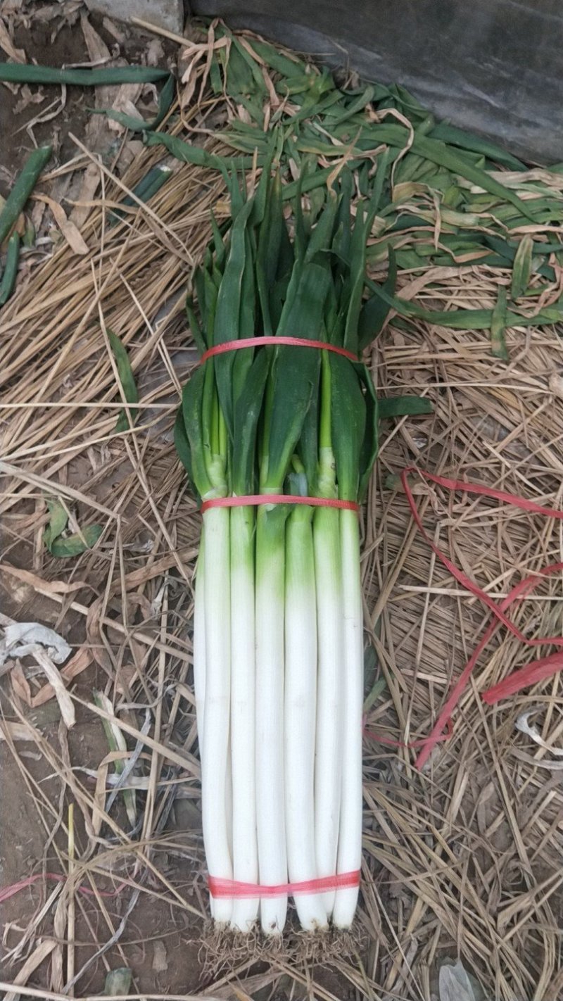 山东铁杆大葱，专业大葱加工基地，日产15吨左右，代收毛葱