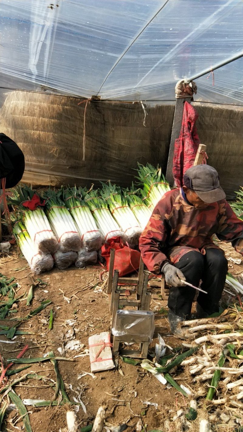 山东铁杆大葱，专业大葱加工基地，日产15吨左右，代收毛葱