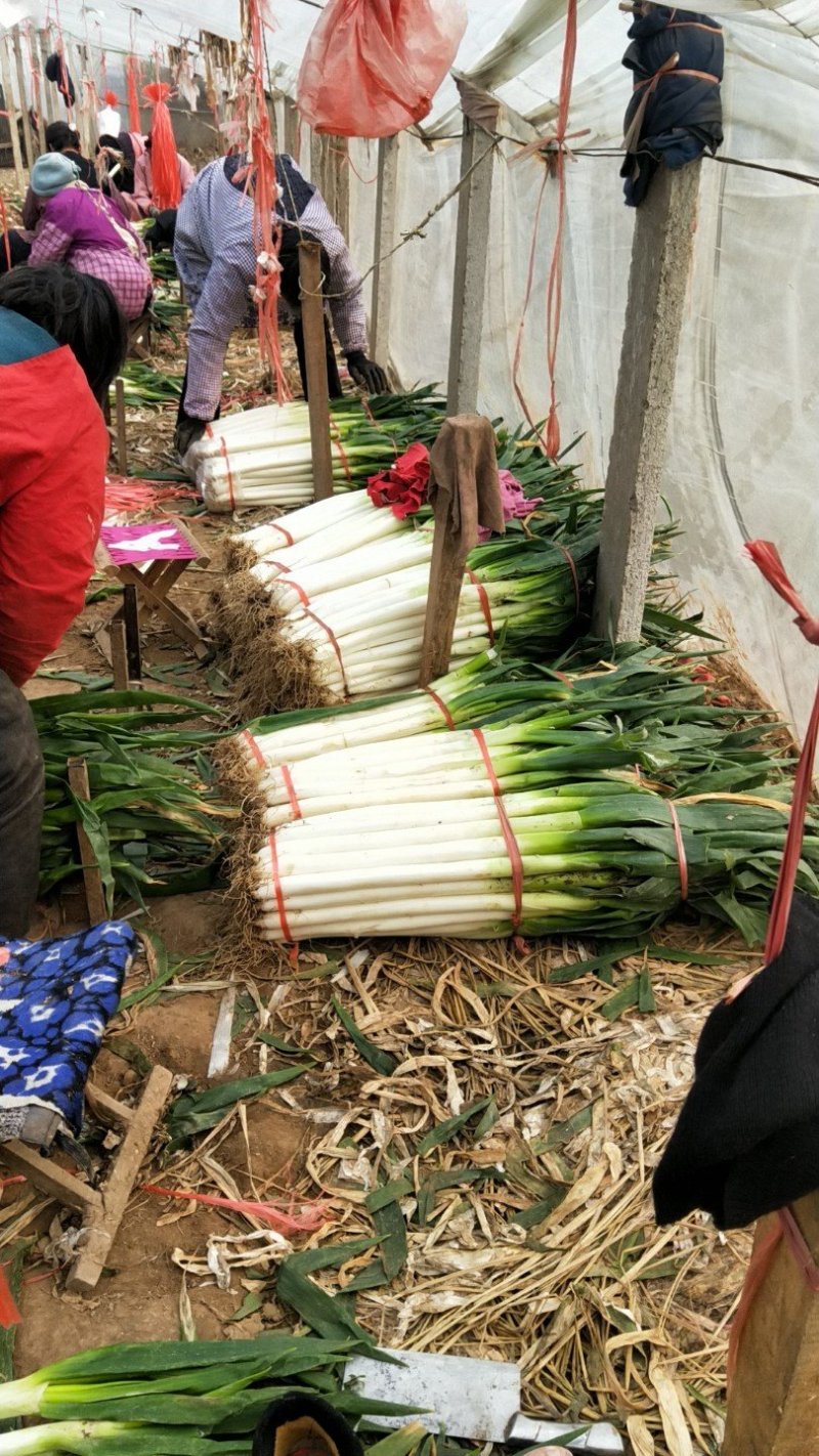山东铁杆大葱，专业大葱加工基地，日产15吨左右，代收毛葱