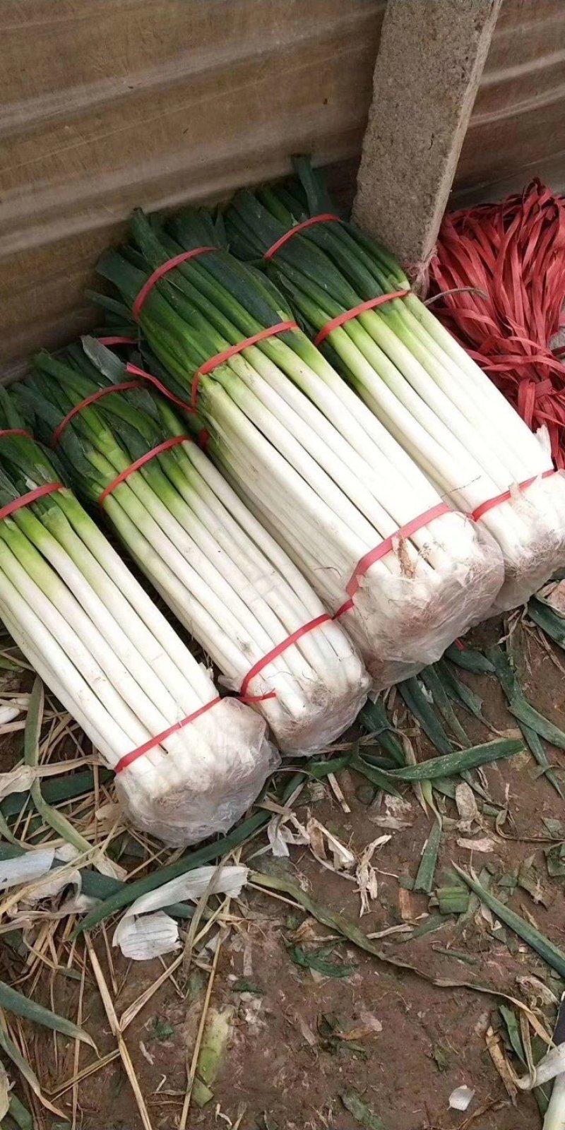 山东铁杆大葱，专业大葱加工基地，日产15吨左右，代收毛葱