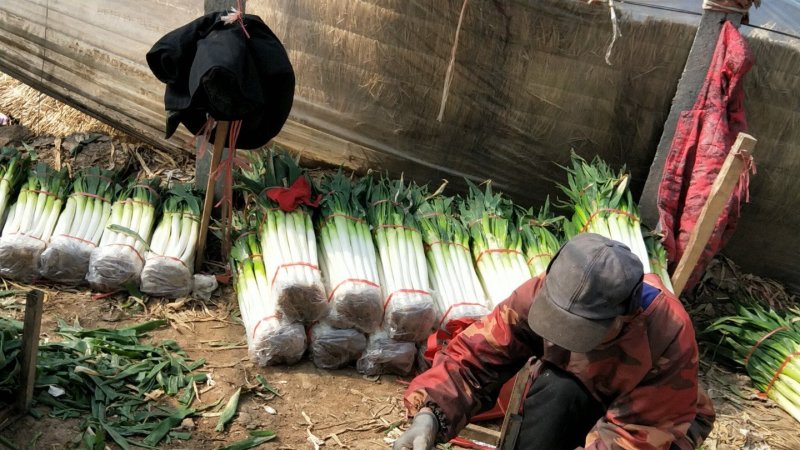 山东铁杆大葱，专业大葱加工基地，日产15吨左右，代收毛葱