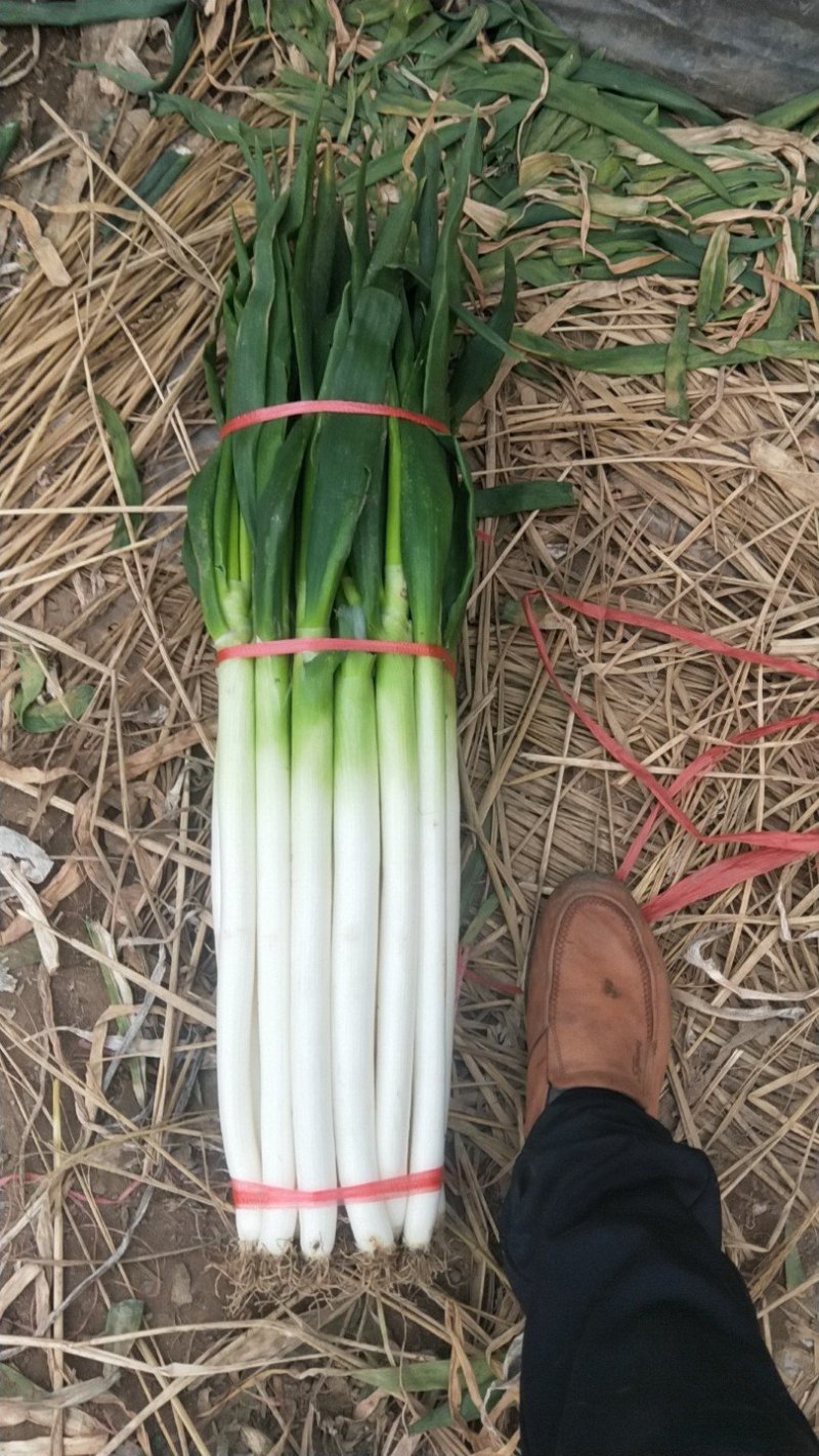 山东铁杆大葱，专业大葱加工基地，日产15吨左右，代收毛葱