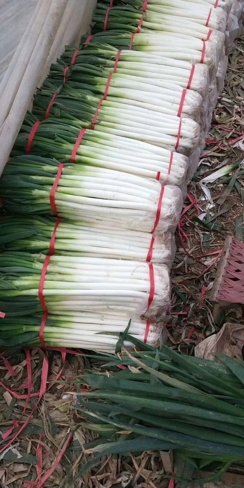 山东铁杆大葱，专业大葱加工基地，日产15吨左右，代收毛葱