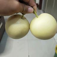 [白梨批发]砀山白酥梨价格1.20元/斤 - 一亩田