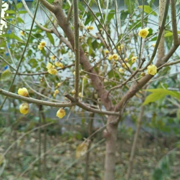 腊梅