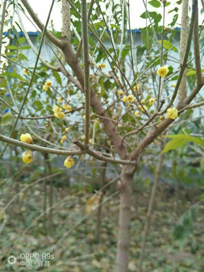 腊梅