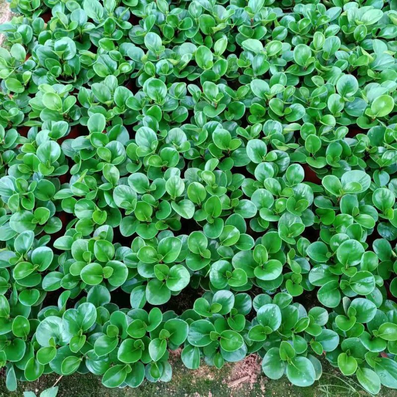 红杯碧玉福建四海园基地直销