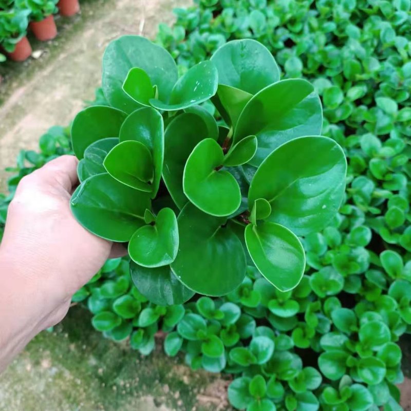 红杯碧玉福建四海园基地直销