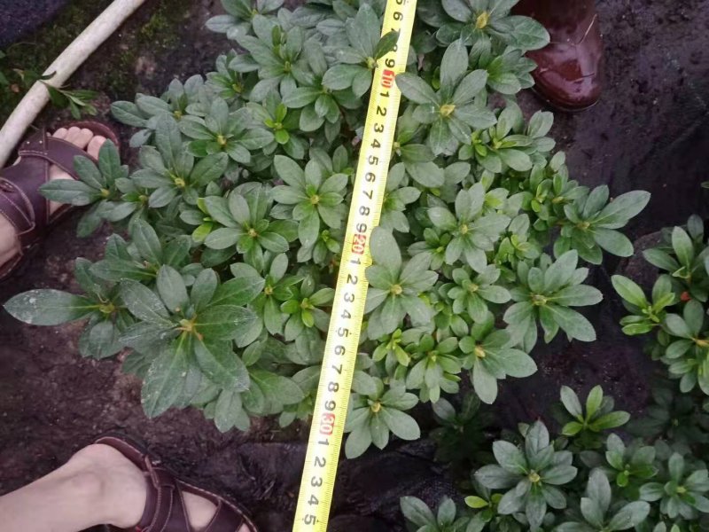 18杯杜鹃梅红福建四海园基地直销