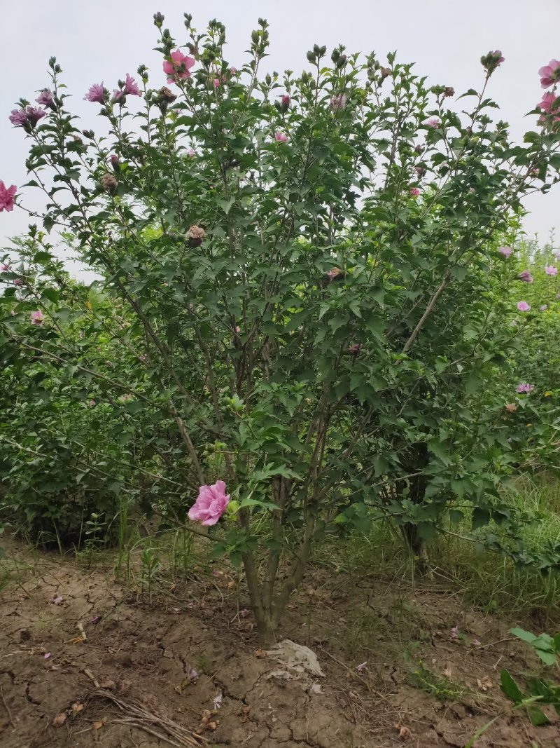 丛生木槿