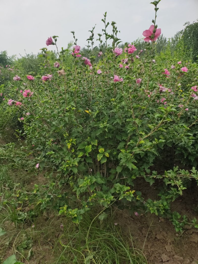丛生木槿