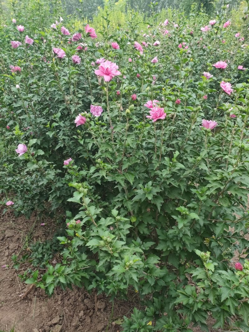 丛生木槿