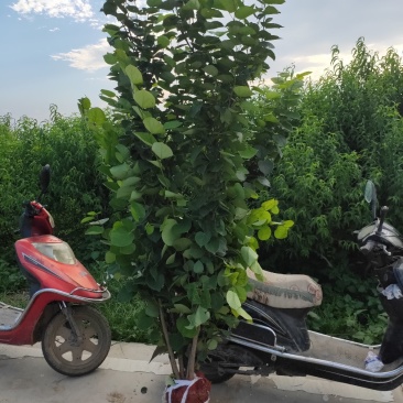 丛生紫荆