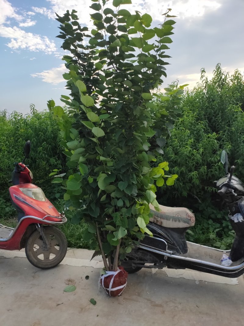 丛生紫荆
