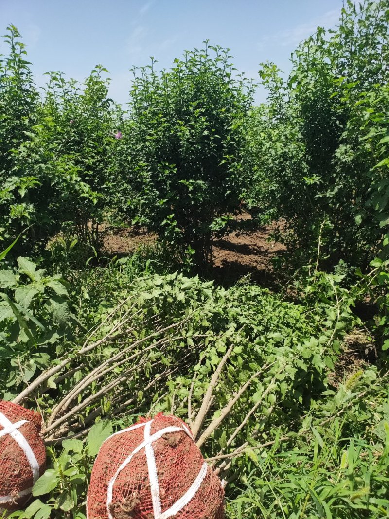 丛生紫荆