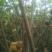 五指毛桃鲜货