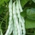 芸豆种子九粒白芸豆种子大田专用品种种子亩用2斤种子