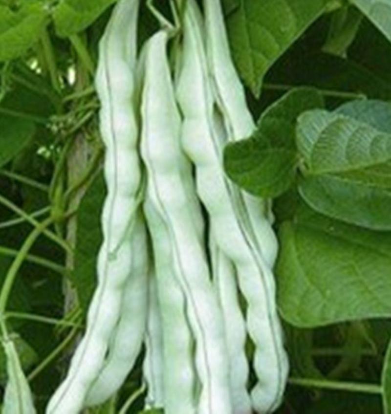 芸豆种子九粒白芸豆种子大田专用品种种子亩用2斤种子