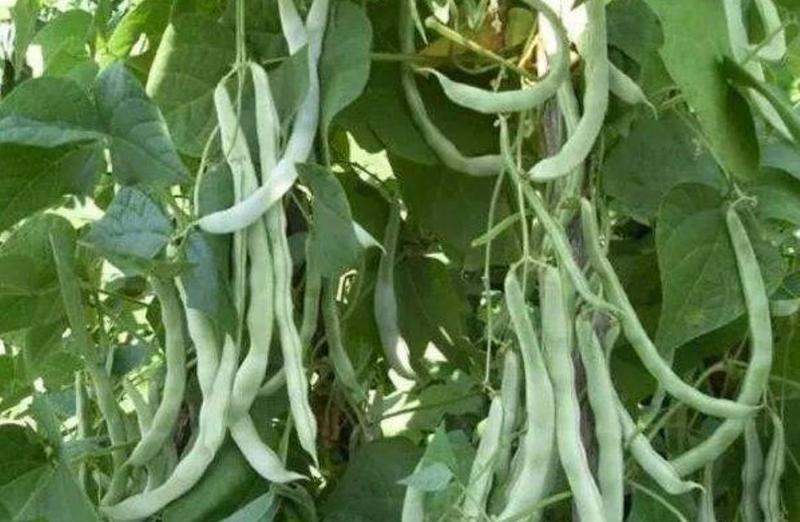 芸豆种子九粒白芸豆种子大田专用品种种子亩用2斤种子
