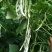 芸豆种子九粒白芸豆种子大田专用品种种子亩用2斤种子