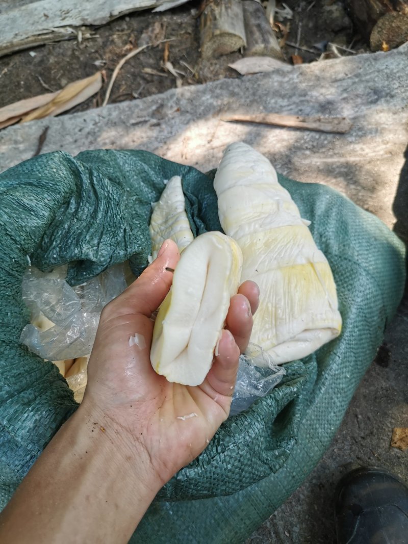 麻笋尖，麻竹笋笋尖全嫩价格实惠品质保证欢迎联系