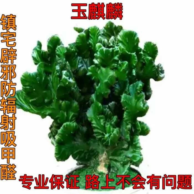 彩色麒麟植物盆栽玉麒麟镇宅辟邪绿植花卉彩春峰多肉植物盆