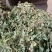 铜锤玉带草，珠珠草，地石榴