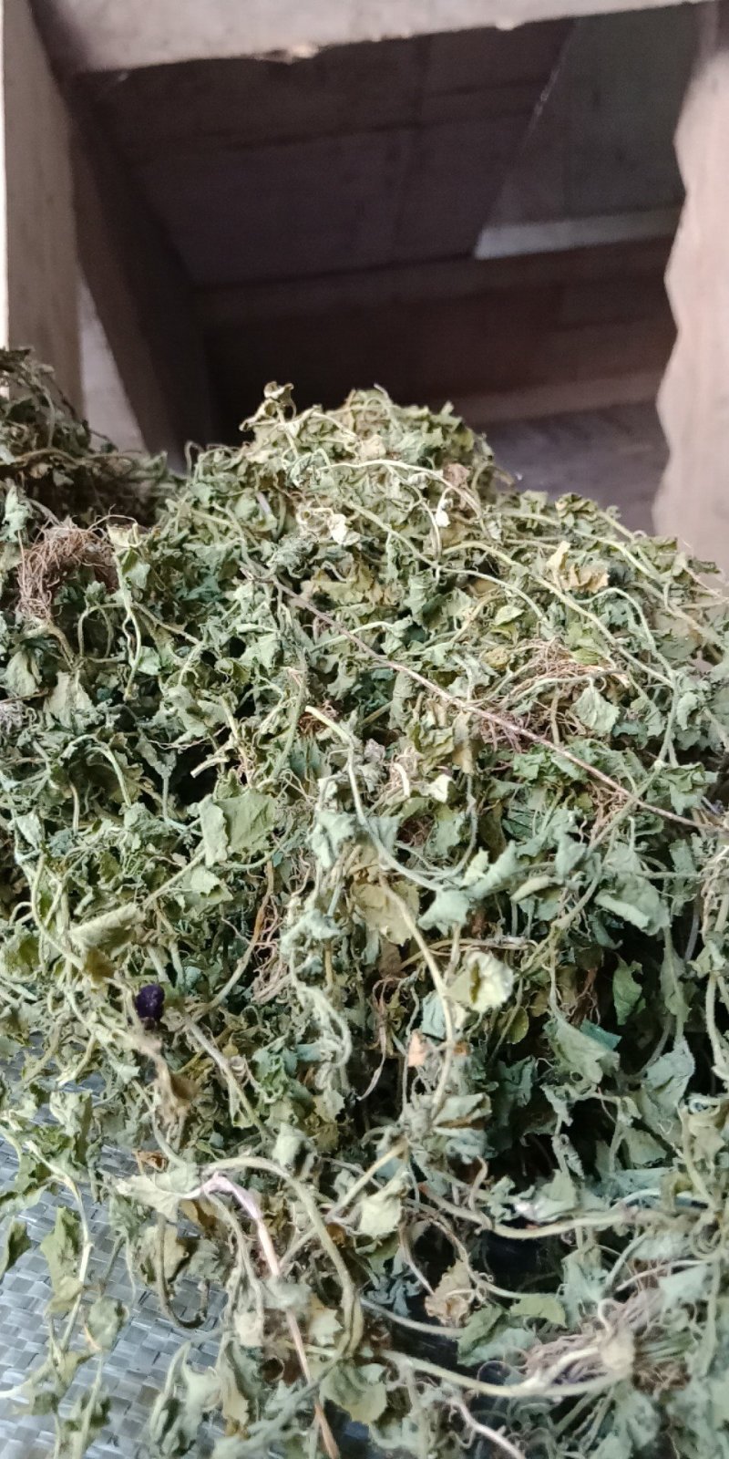 铜锤玉带草，珠珠草，地石榴