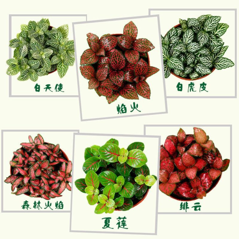 网纹草迷你小盆栽水陆缸造微景观花卉好养办公室内桌面水培绿