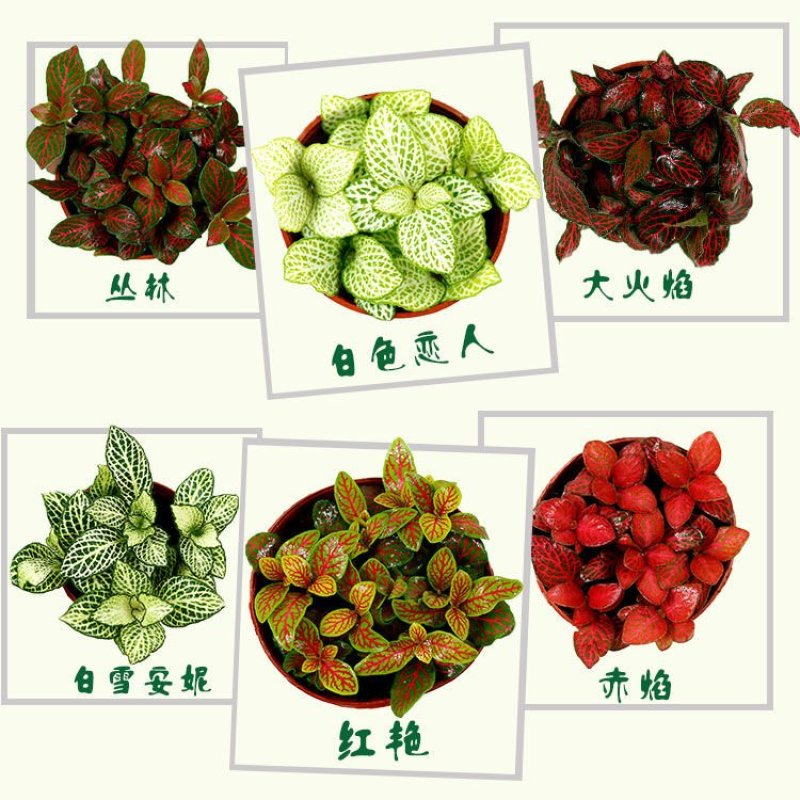 网纹草迷你小盆栽水陆缸造微景观花卉好养办公室内桌面水培绿