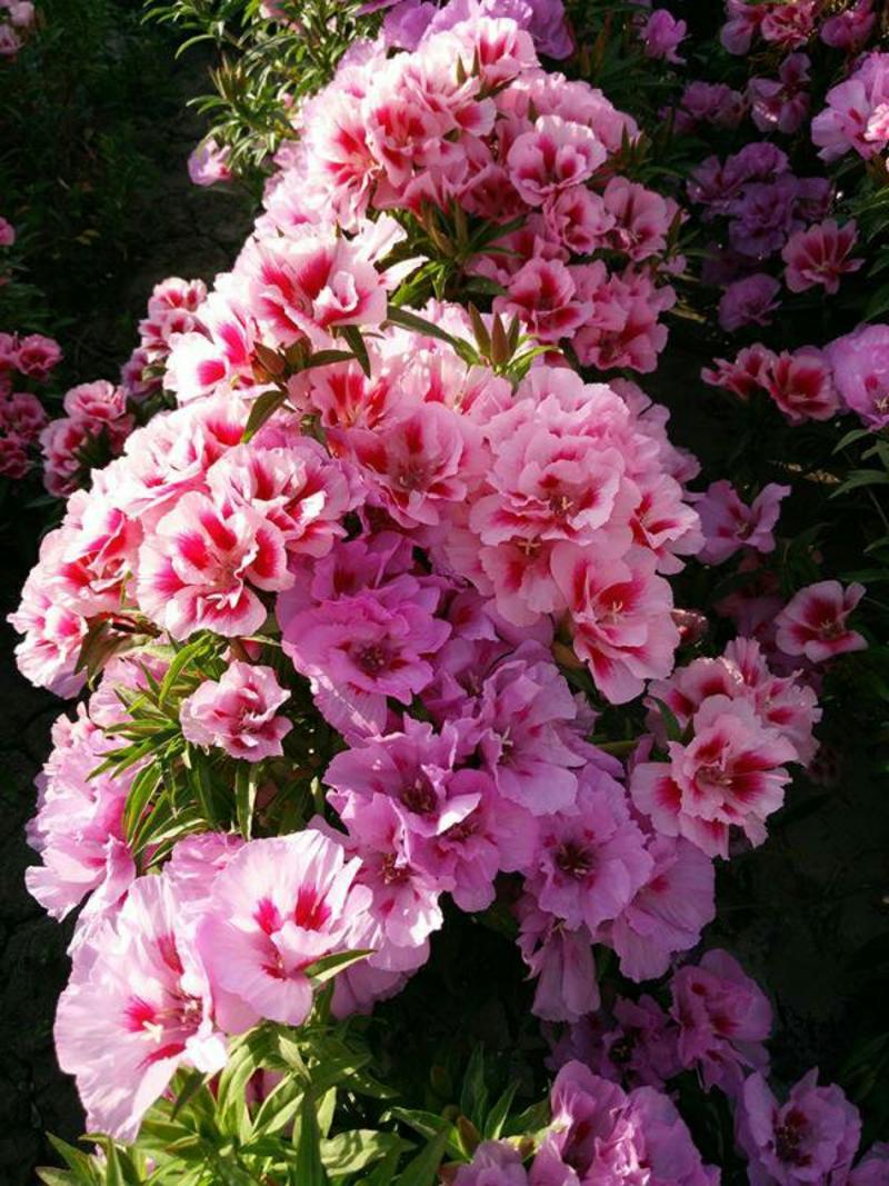 古代稀种子春夏播花坛阳台盆栽四季易种花卉种子景观花海种植