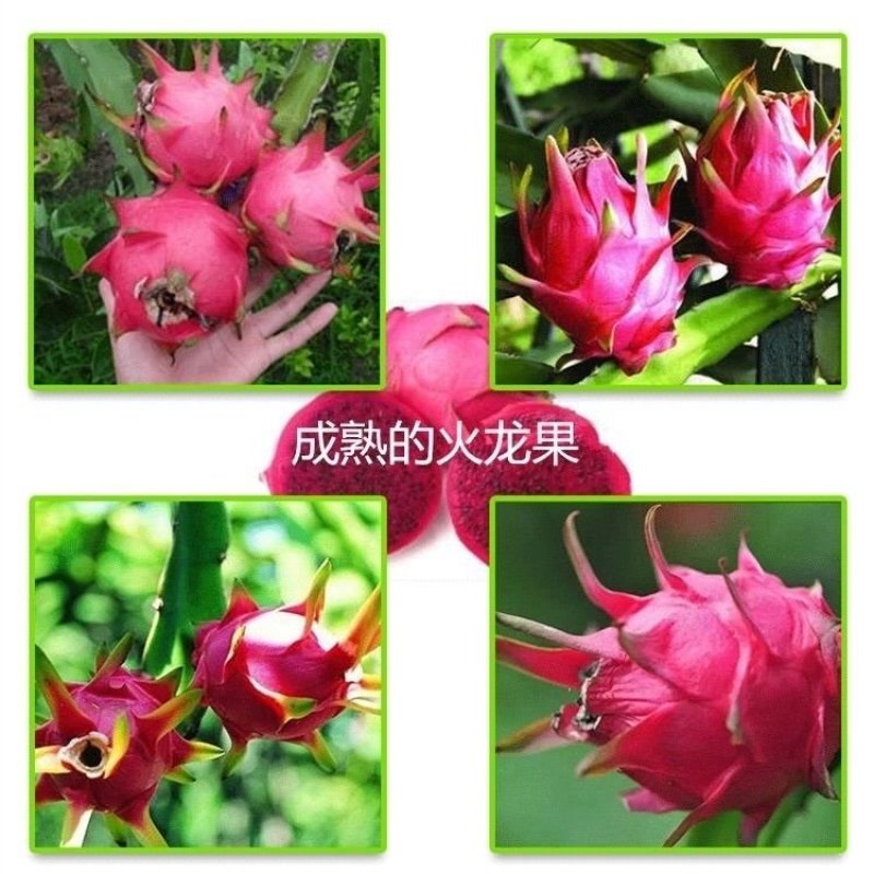 6-8年苗结果多红心火龙果树苗南方北方盆栽地载果树苗四季