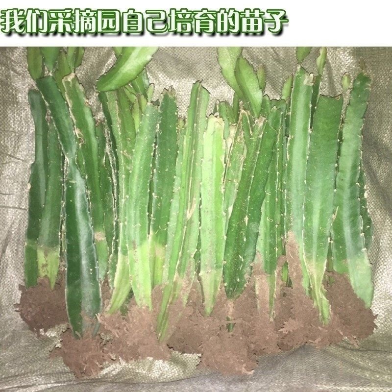 6-8年苗结果多红心火龙果树苗南方北方盆栽地载果树苗四季