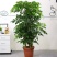 大幸福树平安树大小型绿植花卉客厅办公室内盆栽好养绿宝水培