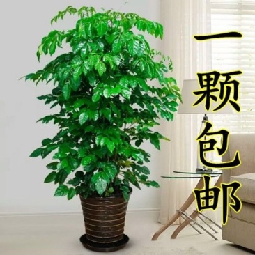 大幸福树平安树大小型绿植花卉客厅办公室内盆栽好养绿宝水培