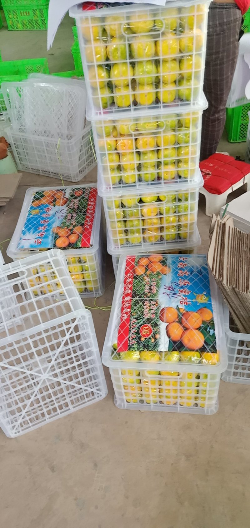 云南华宁县特早蜜桔优质果