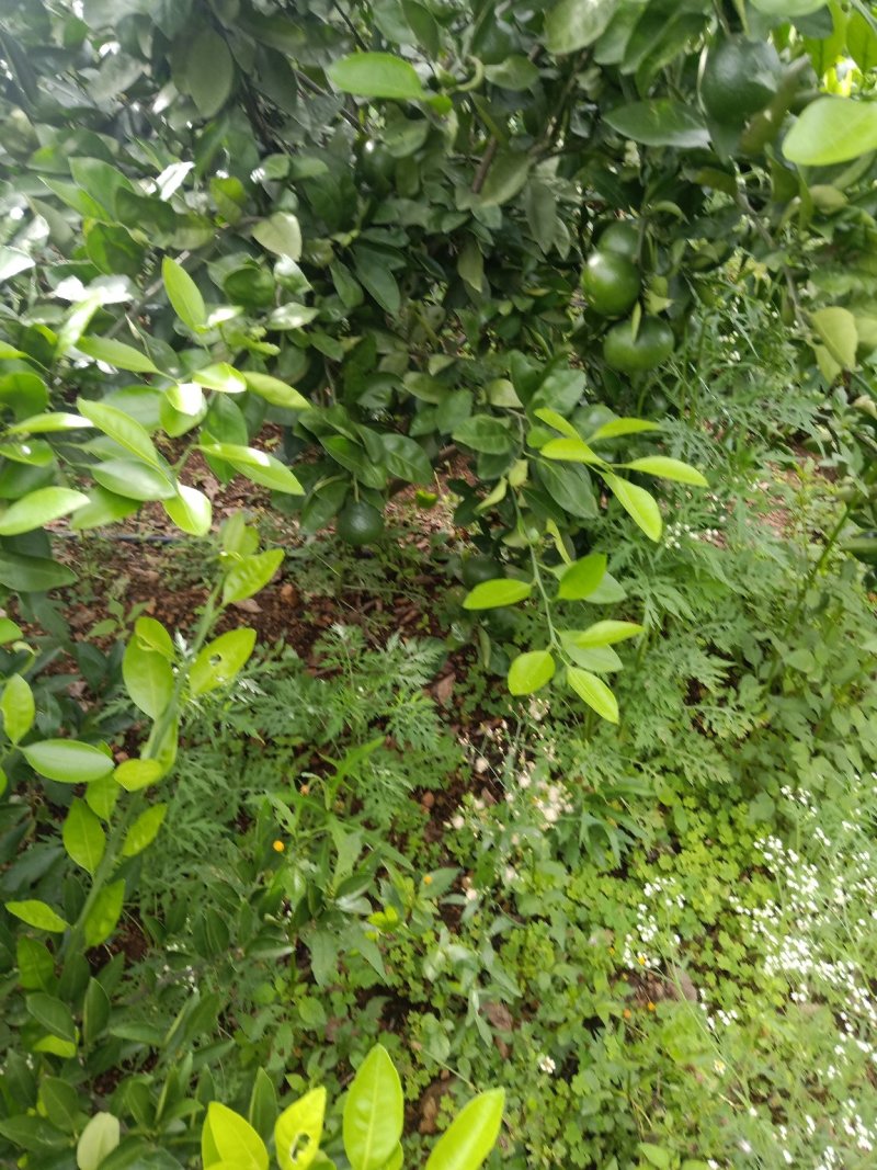 云南华宁县特早蜜桔优质果