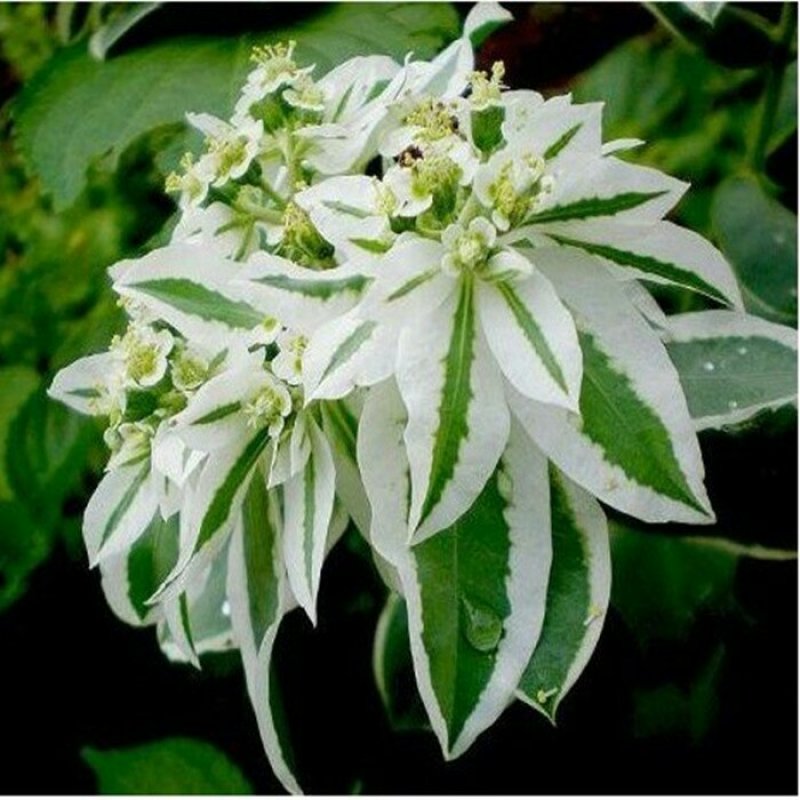 银边翠种子高山积雪象牙白种子景观庭院花海种植花卉种子