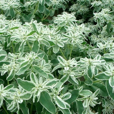 银边翠种子高山积雪象牙白种子景观庭院花海种植花卉种子
