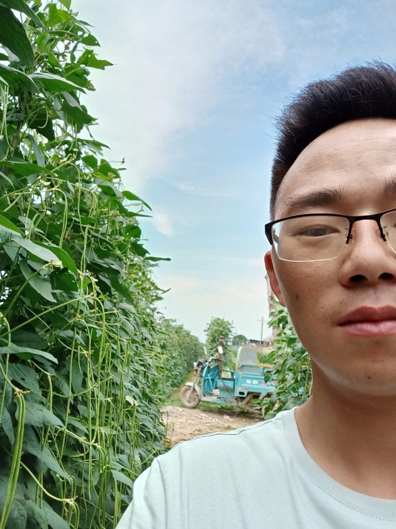 早春棚熟翠绿条豆角种子豇豆种子耐寒低温