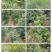 吴茱萸苗