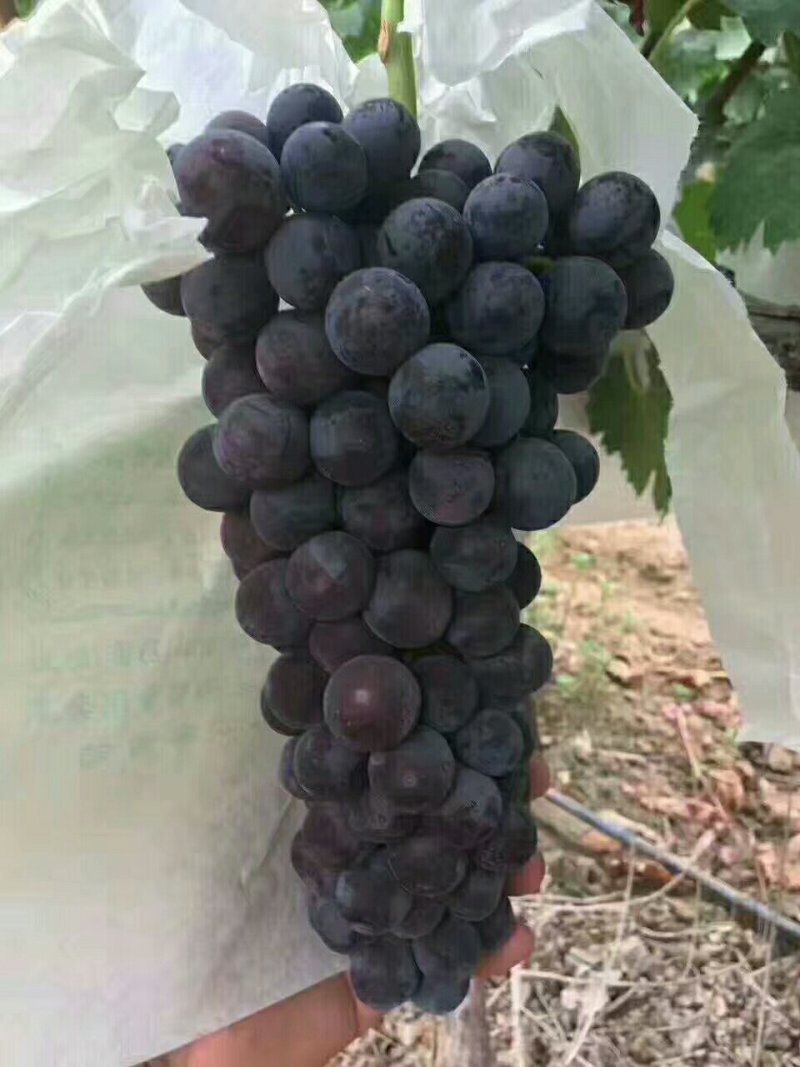 户太八号价格葡萄产地红提葡萄基地夏黑葡萄批发