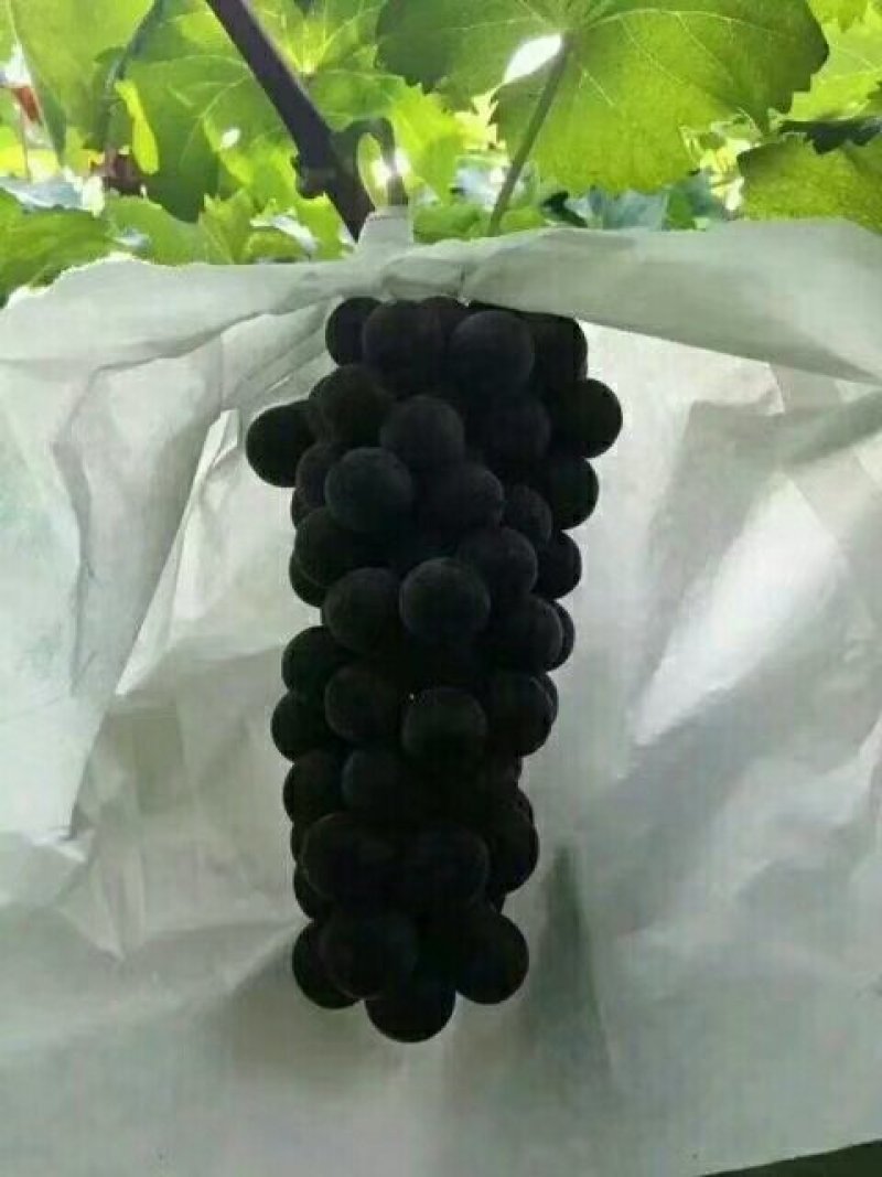户太八号价格葡萄产地红提葡萄基地夏黑葡萄批发