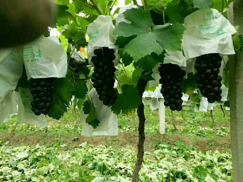 户太八号价格葡萄产地红提葡萄基地夏黑葡萄批发