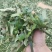 福建枇杷叶青统产地直发量大从优手捡叶干度好无泥巴