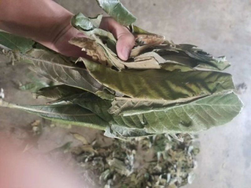 福建枇杷叶产地直发手捡叶干度好无泥巴量大从优
