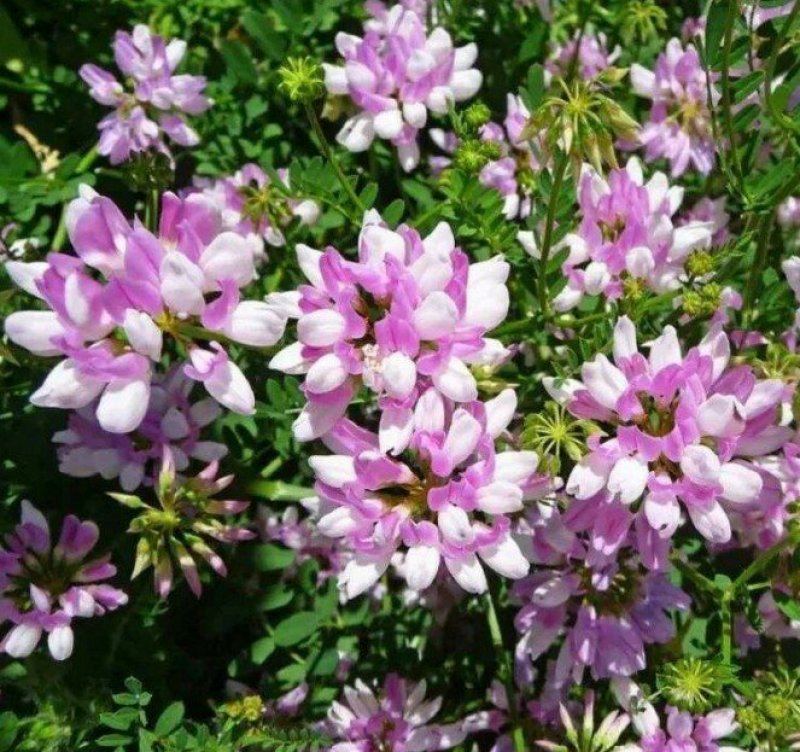 小冠花种子耐寒固土护坡绿化强花期长，量大详谈